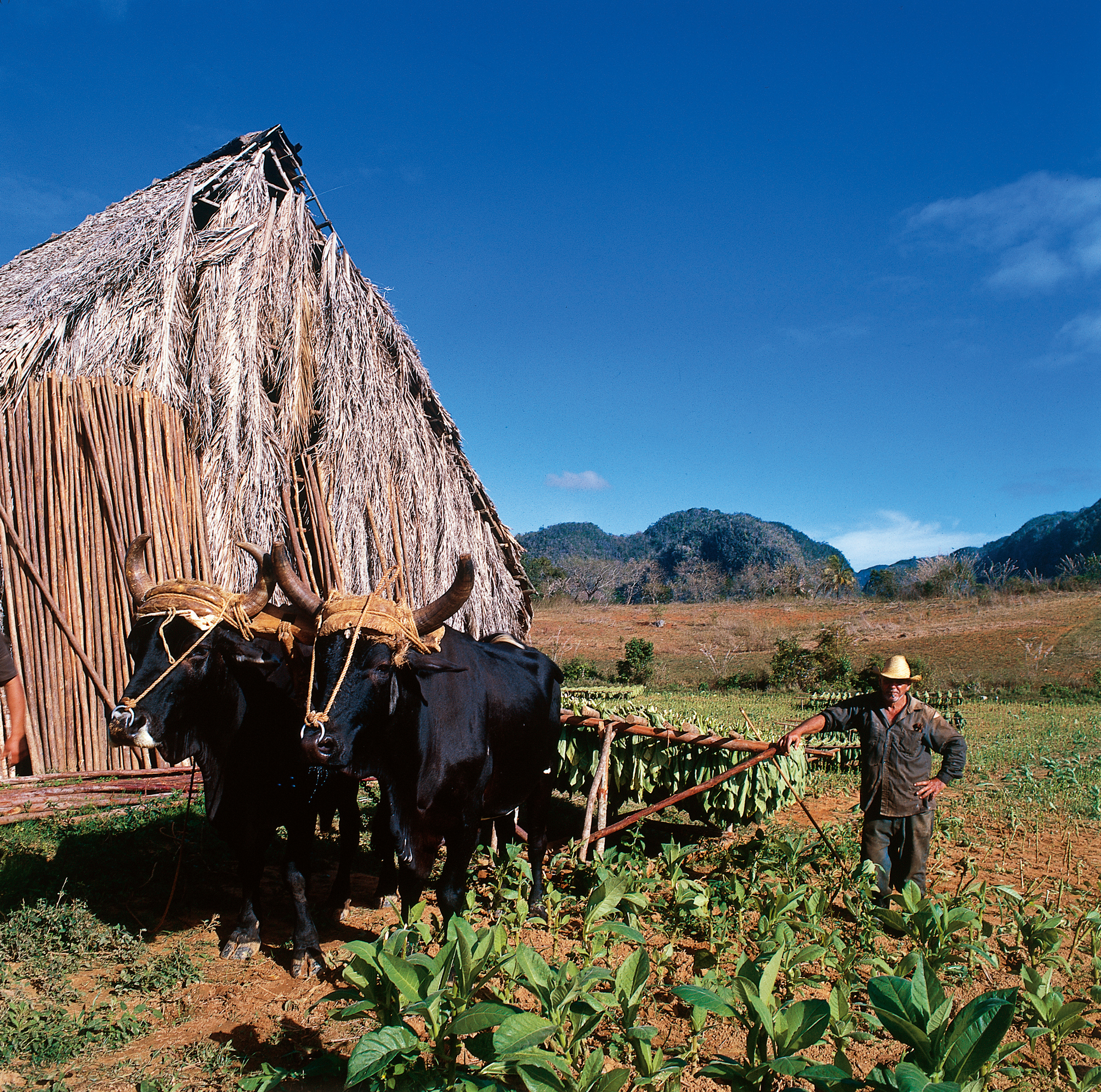 Authentic Cuban Travel Experiences with Marysol Travel Cuba