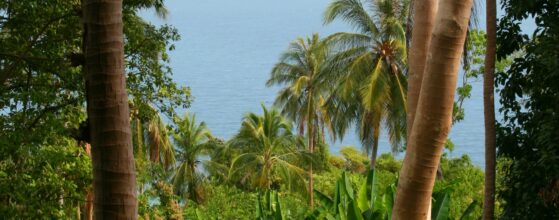 Yucatan jungle, Mexico